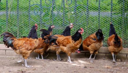 Leírás Vorwerk tyúkok szaporodnak azok tartalmát, a gondozás és tenyésztés (fotók)