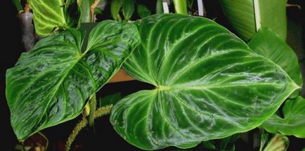 Descrierea tipurilor comune de filodendroni pentru cultivarea în condiții de cameră