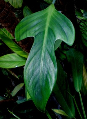 Leírása a közös típusú Filodendron termesztésre a szobában körülmények között (Filodendron Andre) Leírás A leggyakoribb típusú filodendron növekvő beltéri