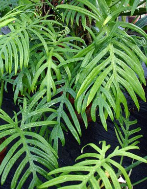 Leírása a közös típusú Filodendron termesztésre a szobában körülmények között (Filodendron Sello) Leírás A leggyakoribb típusú filodendron növekvő beltéri