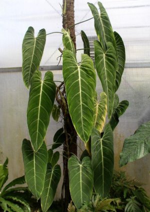 Descrierea tipurilor comune de filodendroni pentru cultivarea în condiții de cameră