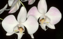 Phalaenopsis orhidee - specie de îngrijire la domiciliu (foto), reproducere și transplant în video,