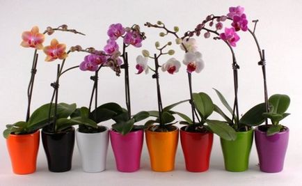 Phalaenopsis orhidee - specie de îngrijire la domiciliu (foto), reproducere și transplant în video,