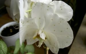 Phalaenopsis orhidee - specie de îngrijire la domiciliu (foto), reproducere și transplant în video,