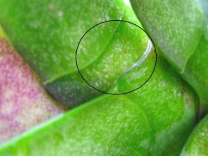 Phalaenopsis orchidea - ápolási otthon típusok (fotó), a szaporodást és a transzplantáció a videó,