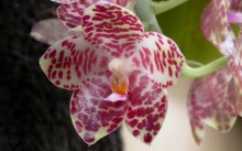 Phalaenopsis orhidee - specie de îngrijire la domiciliu (foto), reproducere și transplant în video,