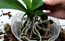 Phalaenopsis orhidee - specie de îngrijire la domiciliu (foto), reproducere și transplant în video,