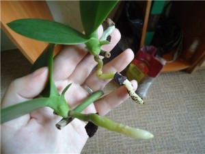 Phalaenopsis orhidee - specie de îngrijire la domiciliu (foto), reproducere și transplant în video,