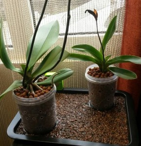 Orhidee pe hidroponie