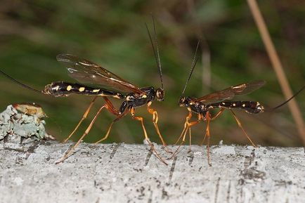 Wasp-rider - descrierea unei insecte și a vieții ei