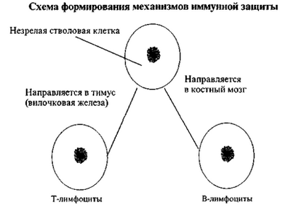 Основні поняття імунології в процесі тривалої еволюції, що нараховує мільйони років, організм