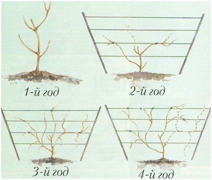 Caracteristici de plantare și actinidia îngrijire pentru ea - tot ce trebuie să știți (plantare) Caracteristicile actinidiei de plantare și îngrijirea pentru aceasta - tot ce trebuie să știți