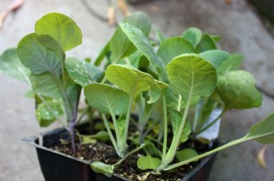Особливості вирощування брюссельської капусти, садоводство24