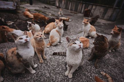 Острів кішок в Японії