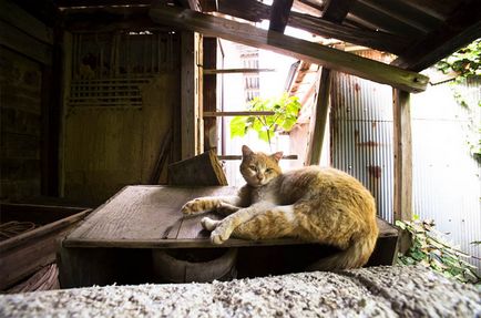 Insula Cat din Japonia