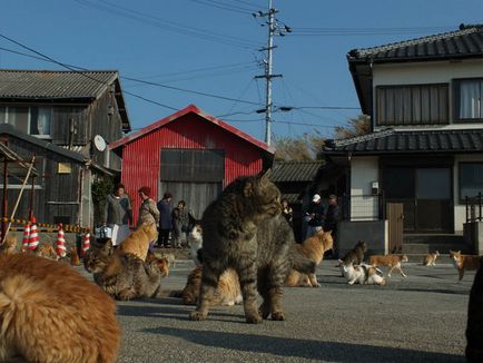 Insula Cat din Japonia