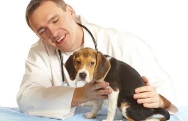 A megnyitó a állatorvosi klinika - lépésről lépésre, és tanácsot szakemberek