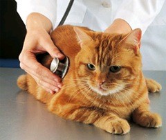 Deschiderea clinicii veterinare - instruire pas cu pas și sfaturi profesionale