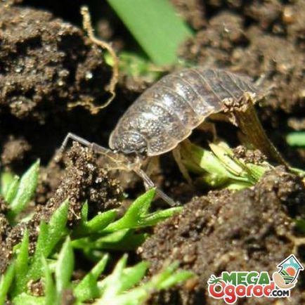 Unde provin de la pădure din grădină și ce daune provoacă?