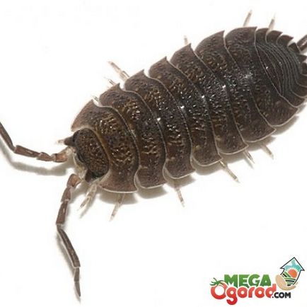 Hol vannak a woodlice a kertben, és az okozott kár