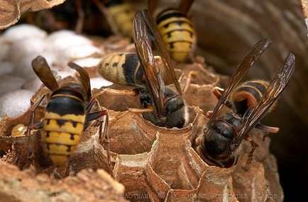 Diferențele și asemănările dintre viespi, albine și bumblebe, fac viespi și bumblebees fac miere