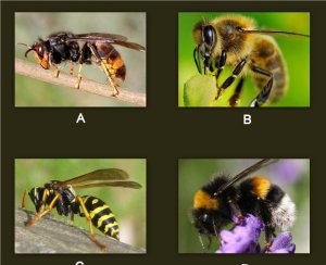 Diferențele și asemănările dintre viespi, albine și bumblebe, fac viespi și bumblebees fac miere