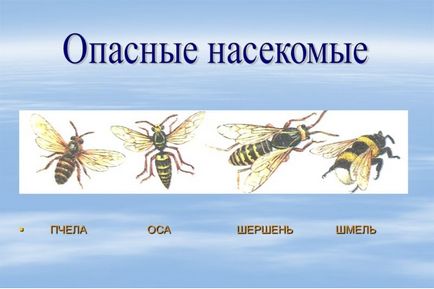 Відмінності і подібності оси, бджоли, і джмеля, чи роблять оси і джмелі мед