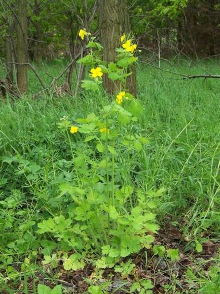 Mijloace excelente pentru curățarea corpului de celandină, de 6 hectare