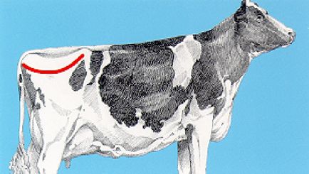 Evaluarea grăsimii bovinelor de lapte