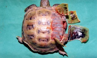 Responsabilitatea proprietarilor de broaște țestoase - totul despre țestoase și țestoase