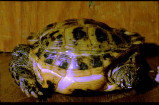 Responsabilitatea proprietarilor de broaște țestoase - totul despre țestoase și țestoase