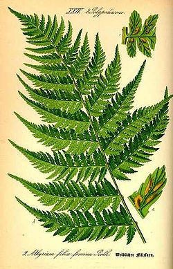 Fern nő - ez a (fern) Fern nő - van