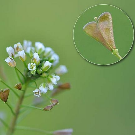 Caracteristicile de vindecare a sacilor