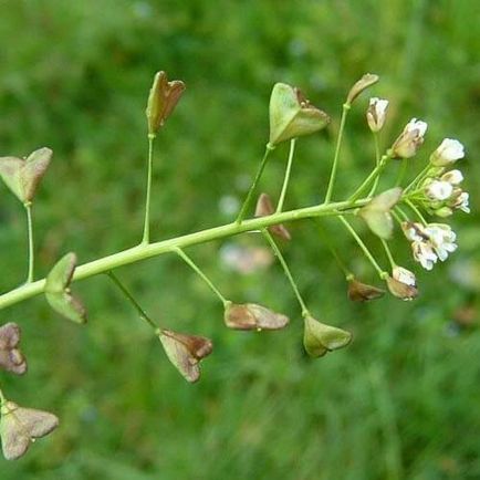 Caracteristicile de vindecare a sacilor