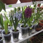 Acarianul spider pe plante de apartament - cum să distrugă un dăunător