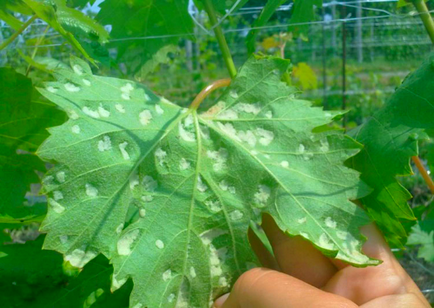 Acarianul spider pe plante de apartament - sfaturi, recomandări