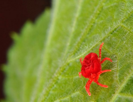 Acarianul spider pe plante de apartament - sfaturi, recomandări