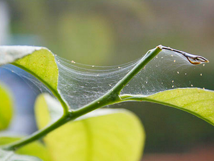 Acarianul spider pe plante de apartament - sfaturi, recomandări