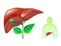 Печінка - наймовчазніший орган нашого організму