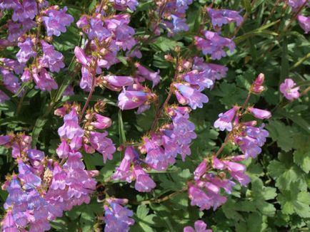 Penstemon - favoritul englez din lumea nouă