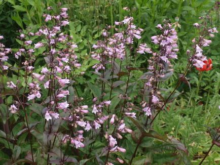 Penstemon - favoritul englez din lumea nouă