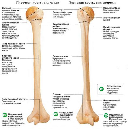 Fractura de tratament cu humerus, simptome și prim ajutor