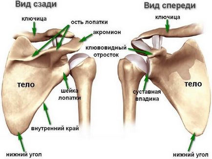 Fractura simptomelor și tratamentului umărului cervical