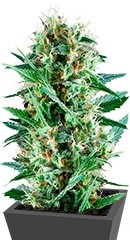 Ananász darab fem (Barney - s farm) vásárolni cannabis mag-mail