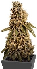 Pineapple chunk fem (barney - s fermă) semințe de canabis cumpara mail