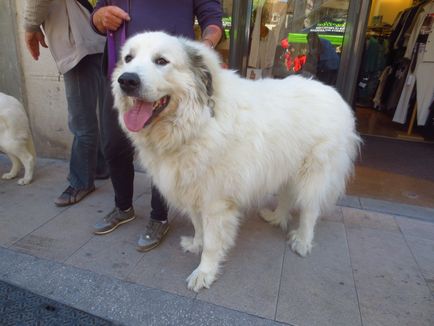 Pyrenean Mountain Dog foto de rasă și descriere