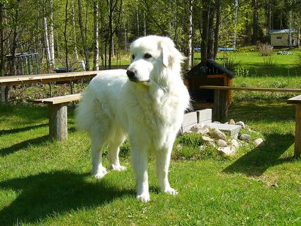 Pyrenean Mountain Dog foto de rasă și descriere