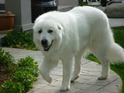 Pyrenean Mountain Dog foto de rasă și descriere