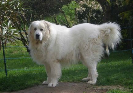 Піренейський гірський собака фото породи і опис