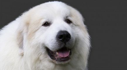 Pyrenean Mountain Dog foto de rasă și descriere